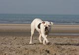 BOULEDOGUE AMERICAIN 201